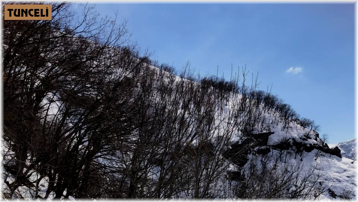 Tunceli de yaban hayvanları için doğaya yem bırakıldı Tunceli Haber