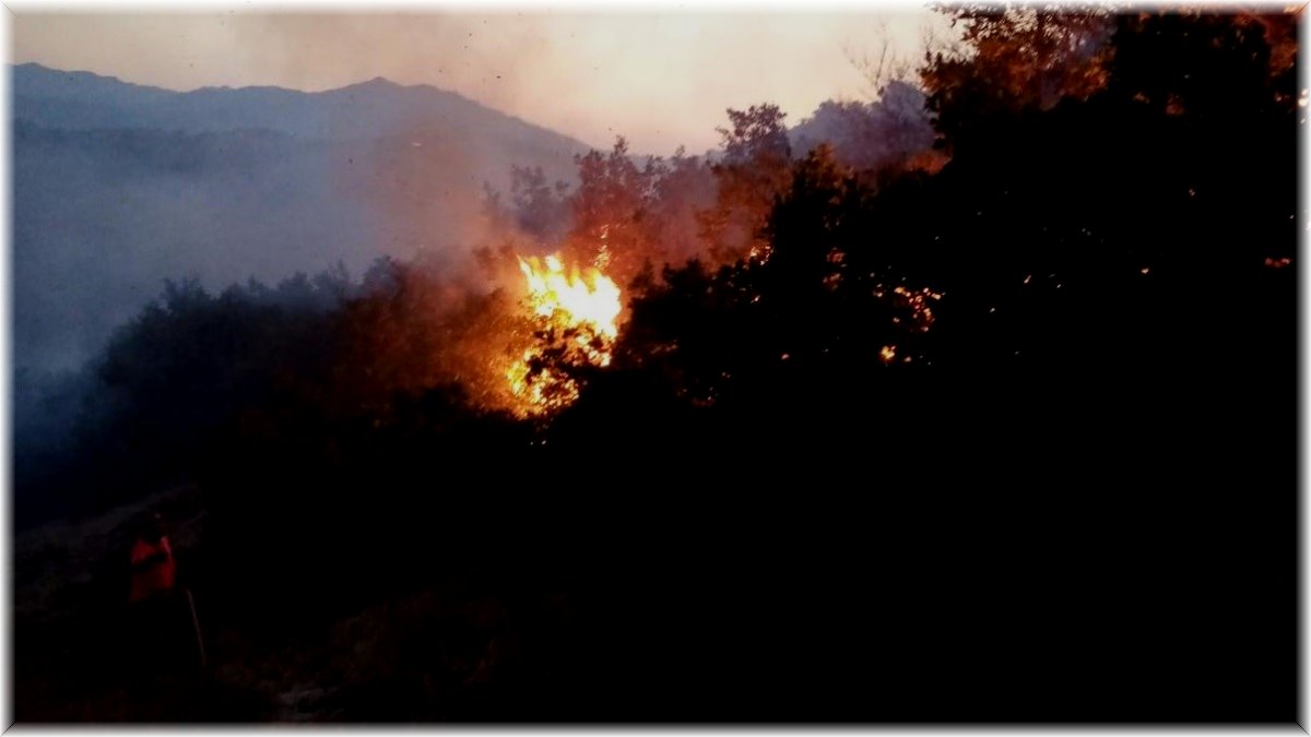 Bingöl’de orman yangını büyümeden söndürüldü