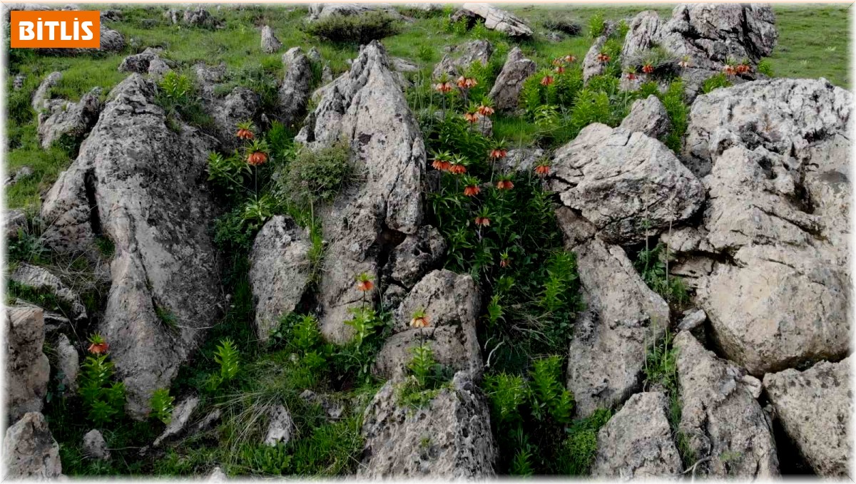 Bitlis'in huzur veren tepesinde ters lale güzelliği