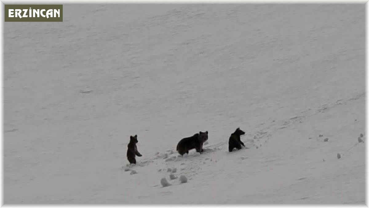 Erzincan'da anne ayı ve yavruları karlı arazide dolaşırken görüntülendi