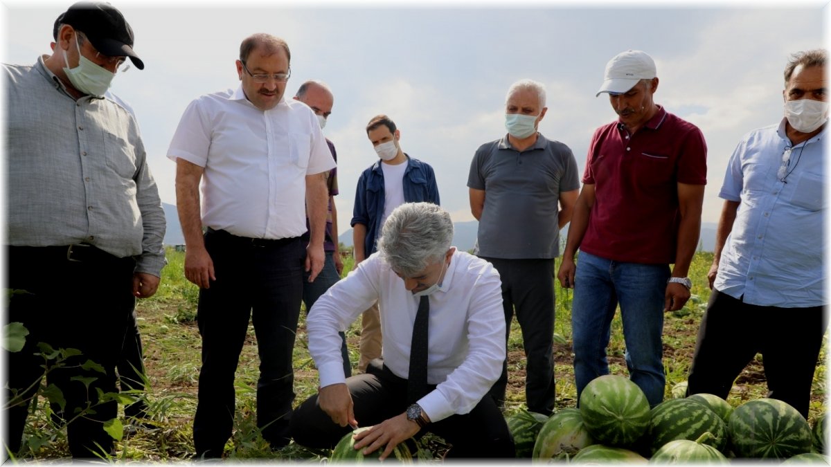 Erzincan'da hasat dönemi