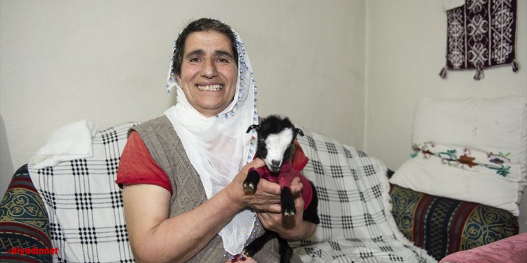 Annesi terk edince donma tehlikesi geçiren oğlak 'Dina' Yarar ailesinin maskotu oldu