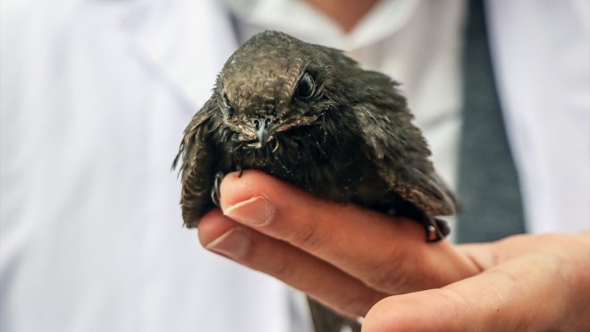 Erzurum'da yaralı ve bitkin halde bulunan ebabil kuşu tedavisinin ardından doğaya salınacak