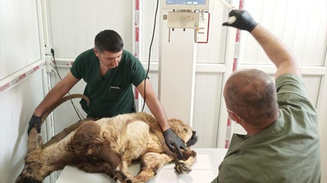 Hakkari'de yaralı halde bulunan dağ keçisi tedaviye alındı