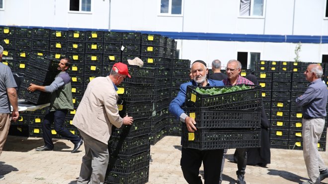 Bingöl'de çiftçilere 390 bin sebze fidesi dağıtıldı