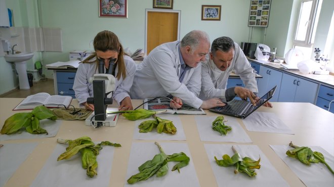 Biyokaçakçıların hedefindeki 'dev soğan' bitkileri bilim insanlarının korumasında
