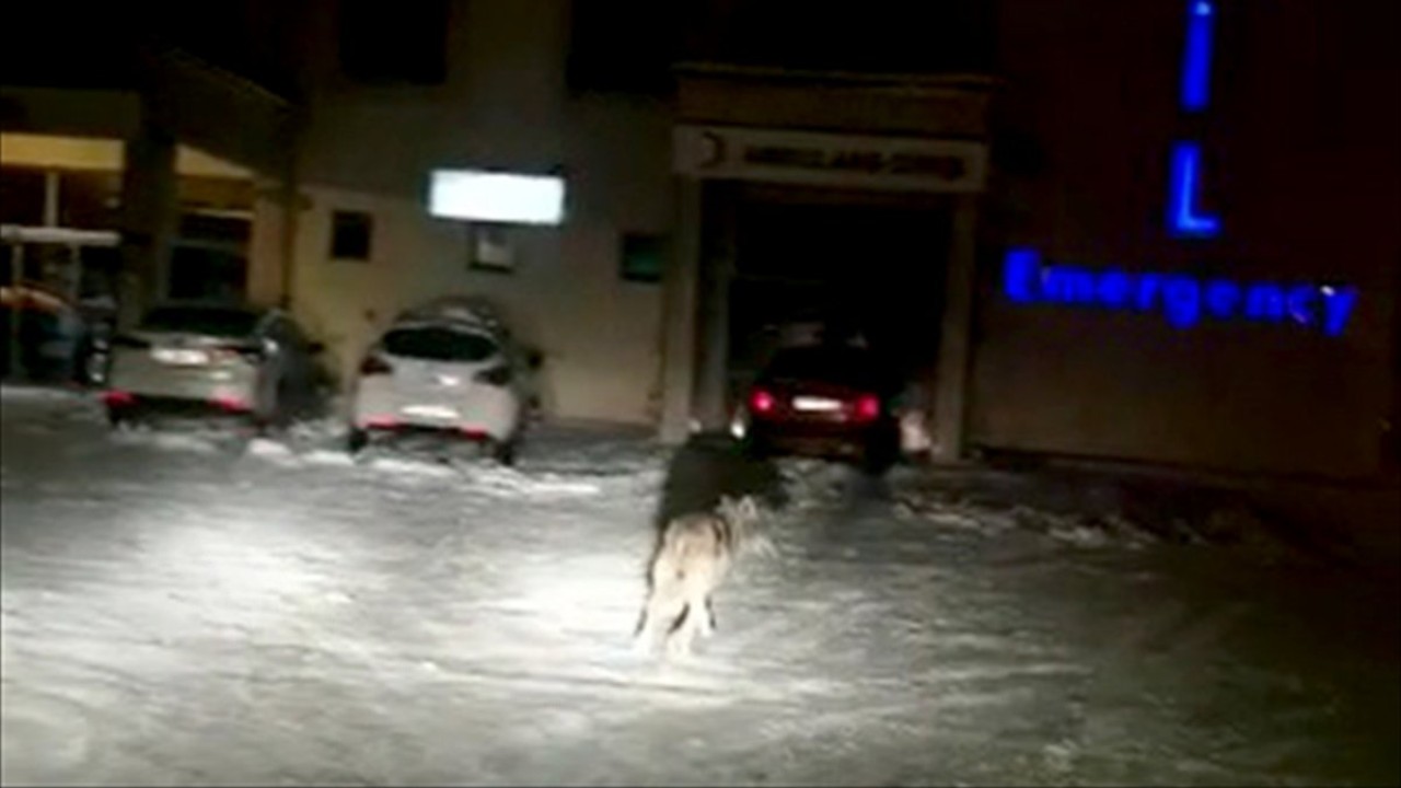 Kars'ta kar yağışı ve soğuk hava yüzünden aç kalan kurt ilçe merkezine indi