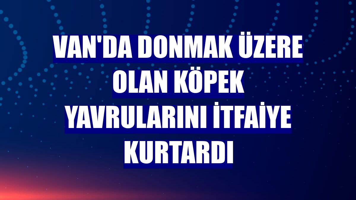 Van'da donmak üzere olan köpek yavrularını itfaiye kurtardı