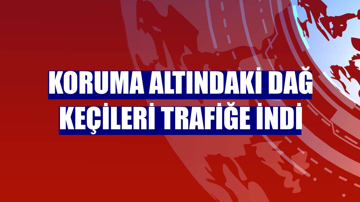 Koruma altındaki dağ keçileri trafiğe indi