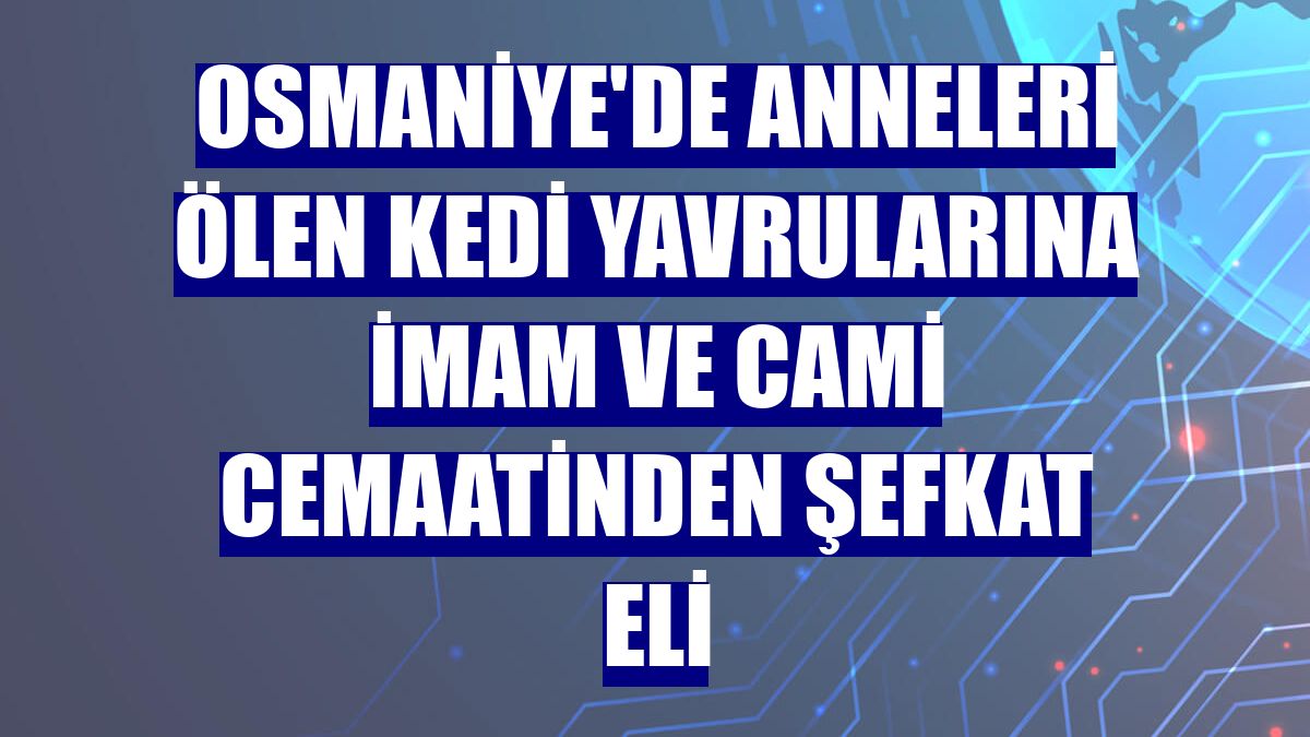 Osmaniye'de anneleri ölen kedi yavrularına imam ve cami cemaatinden şefkat eli