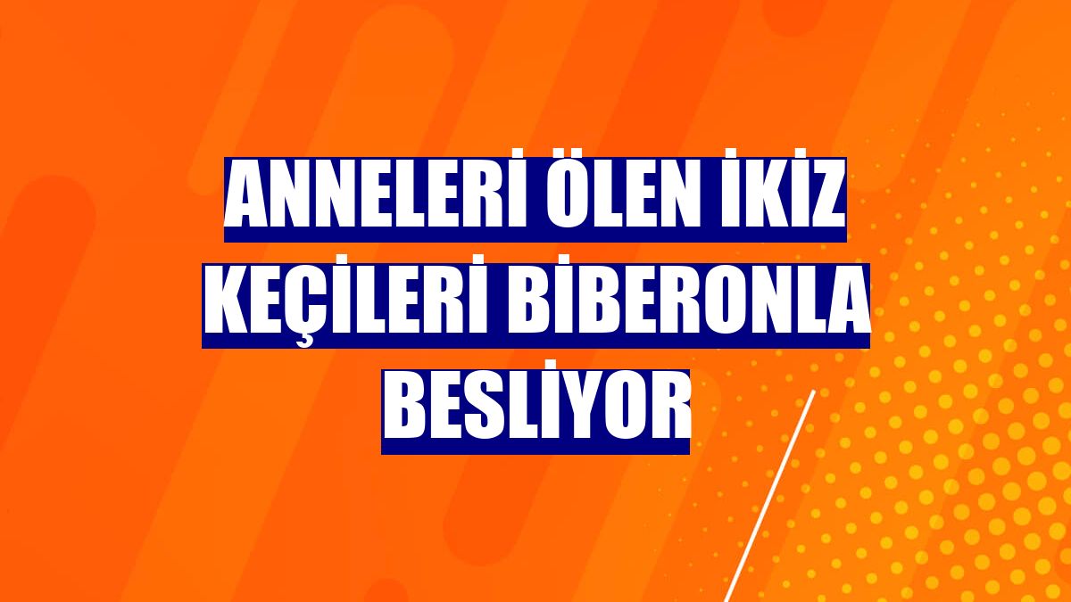 Anneleri ölen ikiz keçileri biberonla besliyor