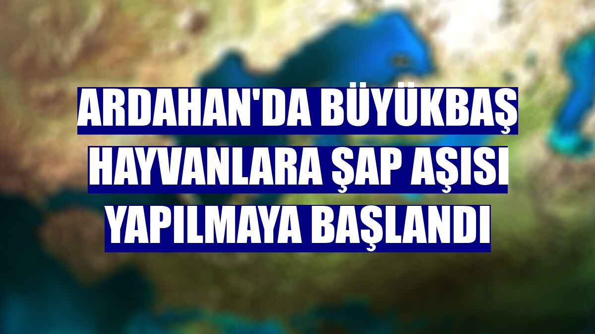 Ardahan'da büyükbaş hayvanlara şap aşısı yapılmaya başlandı