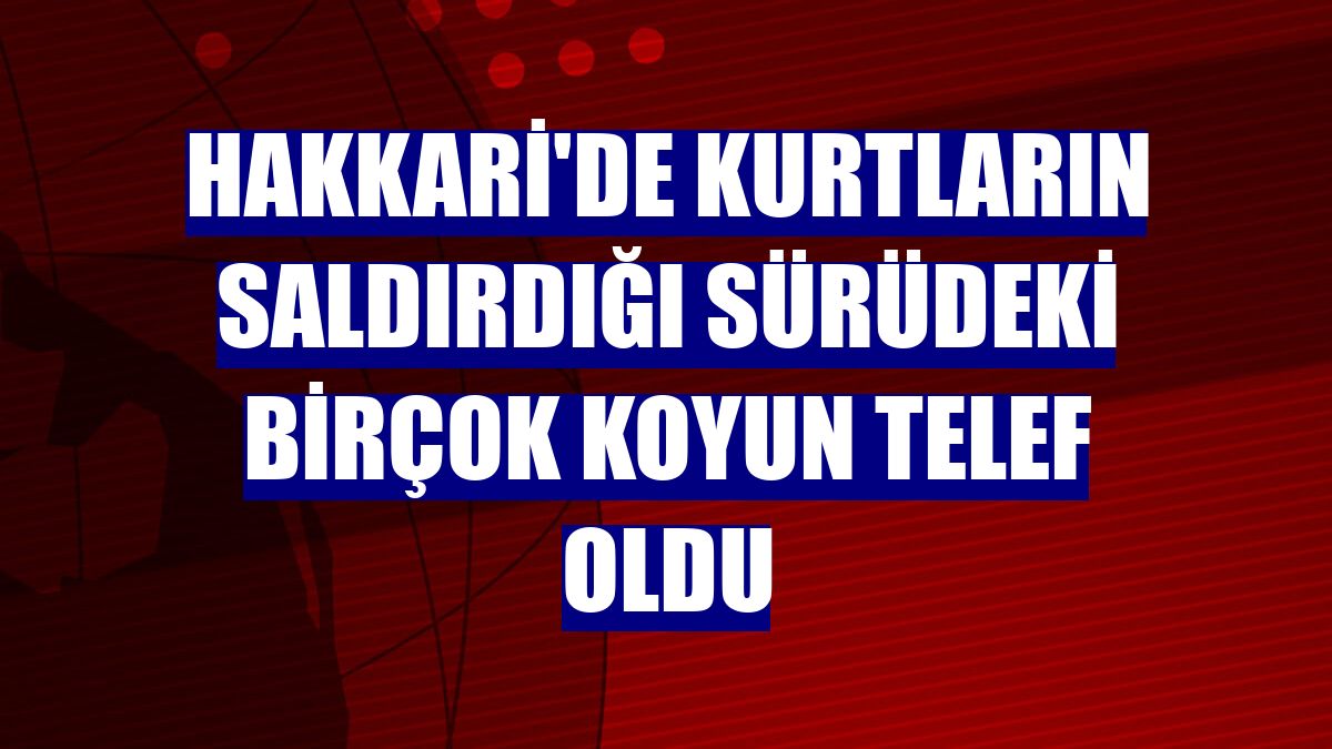 Hakkari'de kurtların saldırdığı sürüdeki birçok koyun telef oldu