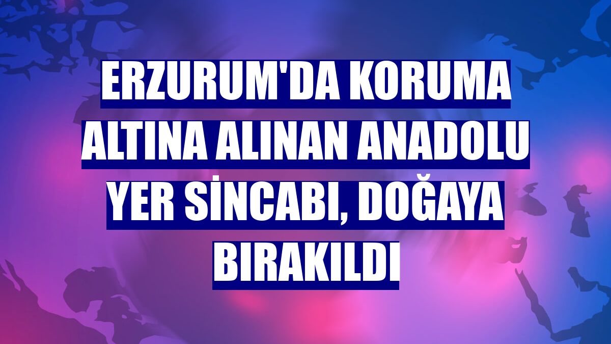 Erzurumda Koruma Altına Alınan Anadolu Yer Sincabı Doğaya Bırakıldı Erzurum Haber Haberleri 8072