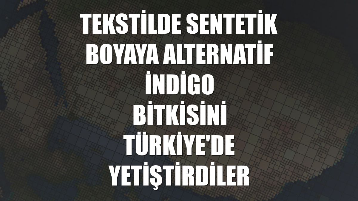 Tekstilde sentetik boyaya alternatif indigo bitkisini Türkiye'de yetiştirdiler