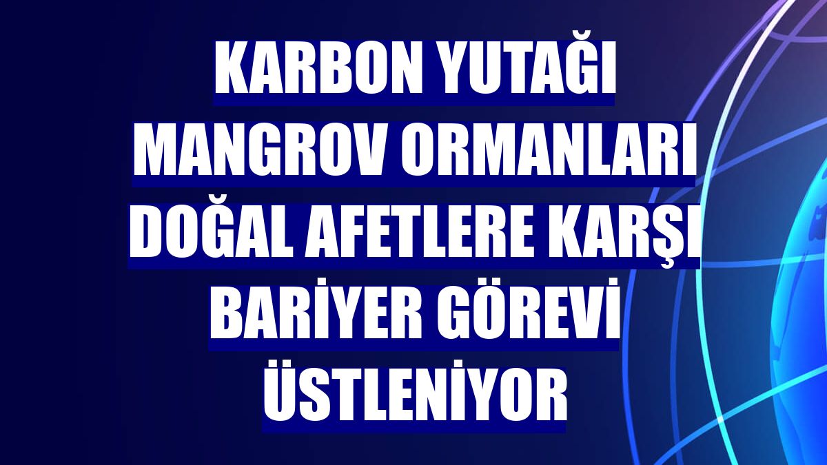 Karbon yutağı mangrov ormanları doğal afetlere karşı bariyer görevi üstleniyor