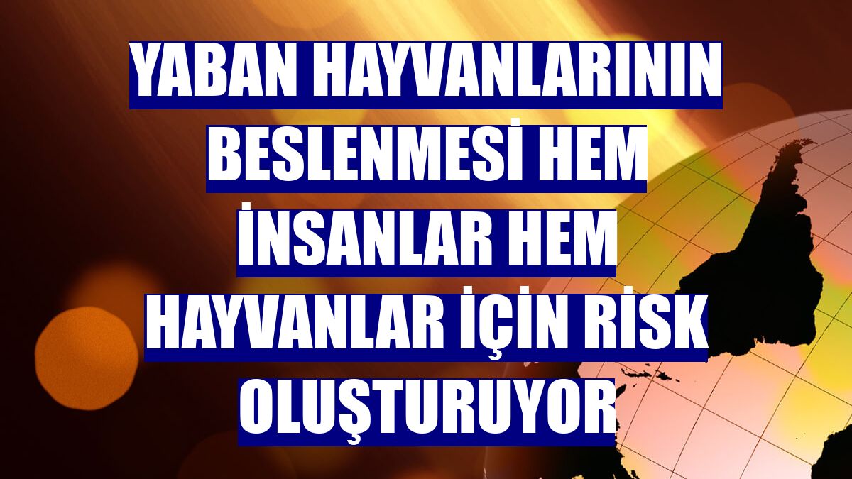 Yaban hayvanlarının beslenmesi hem insanlar hem hayvanlar için risk oluşturuyor