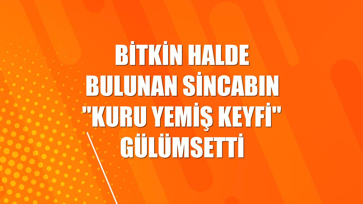 Bitkin halde bulunan sincabın "kuru yemiş keyfi" gülümsetti