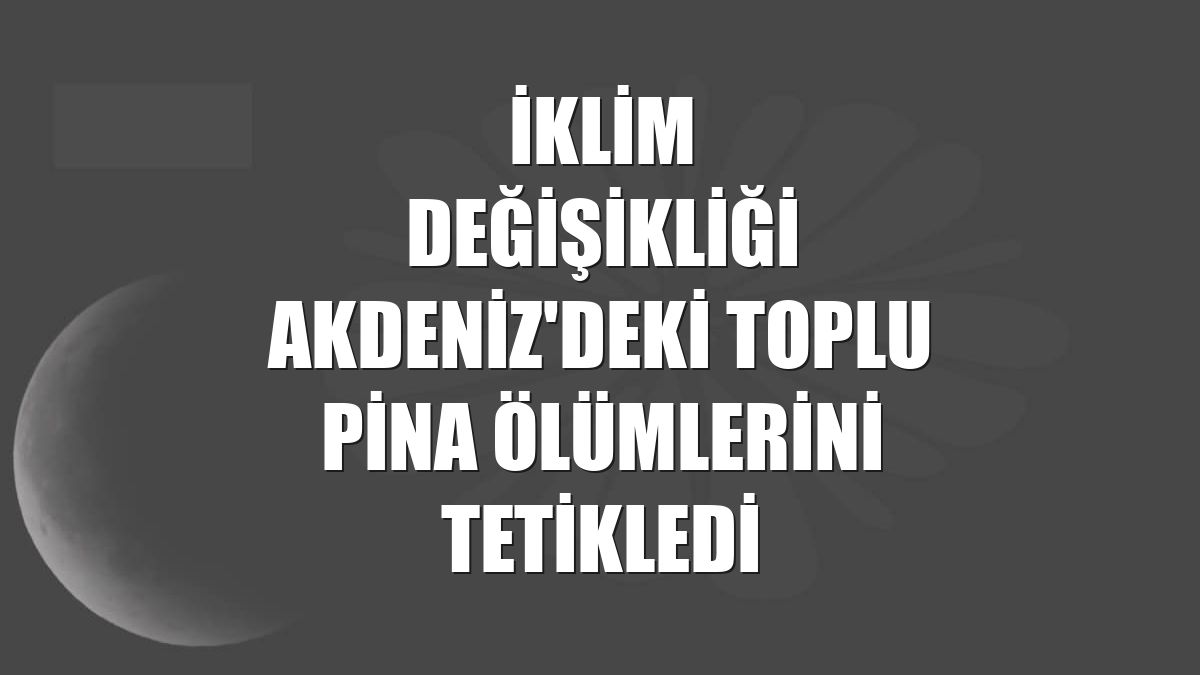 İklim değişikliği Akdeniz'deki toplu pina ölümlerini tetikledi