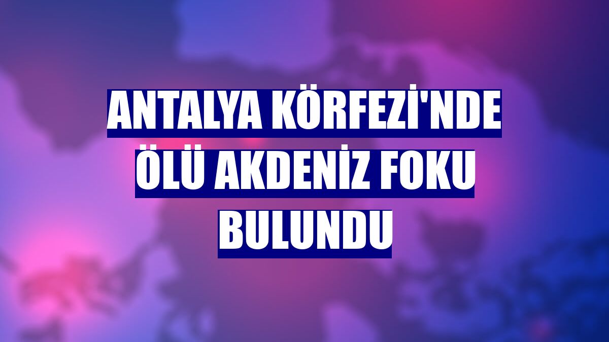 Antalya Körfezi'nde ölü Akdeniz foku bulundu