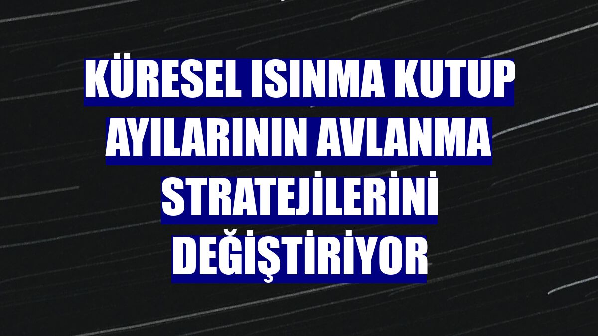 Küresel ısınma kutup ayılarının avlanma stratejilerini değiştiriyor