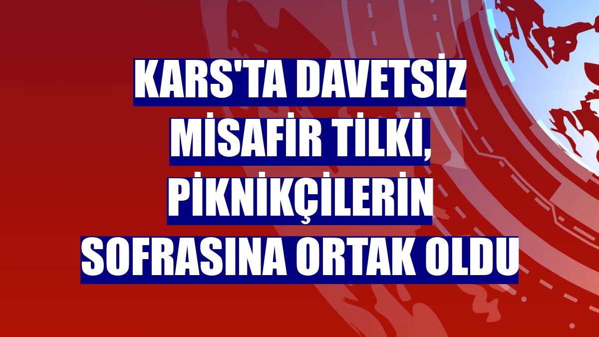 Kars'ta davetsiz misafir tilki, piknikçilerin sofrasına ortak oldu