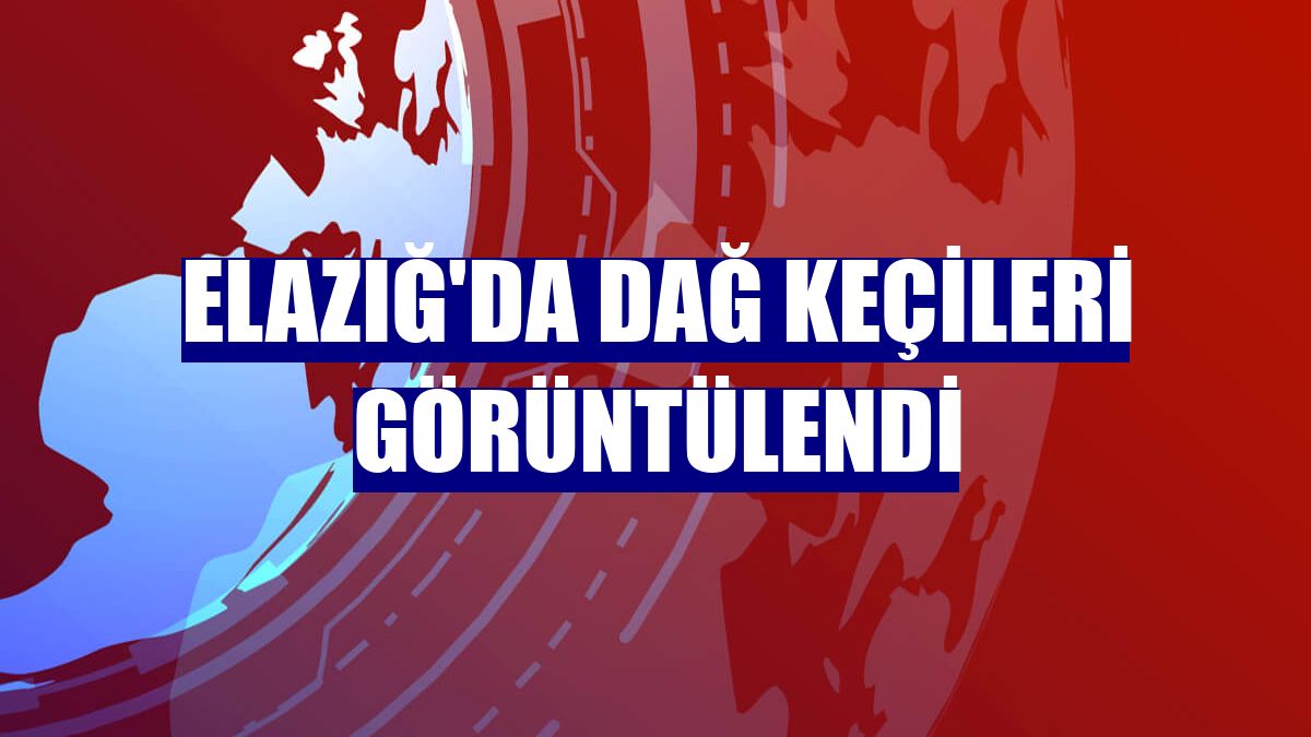 Elazığ'da dağ keçileri görüntülendi