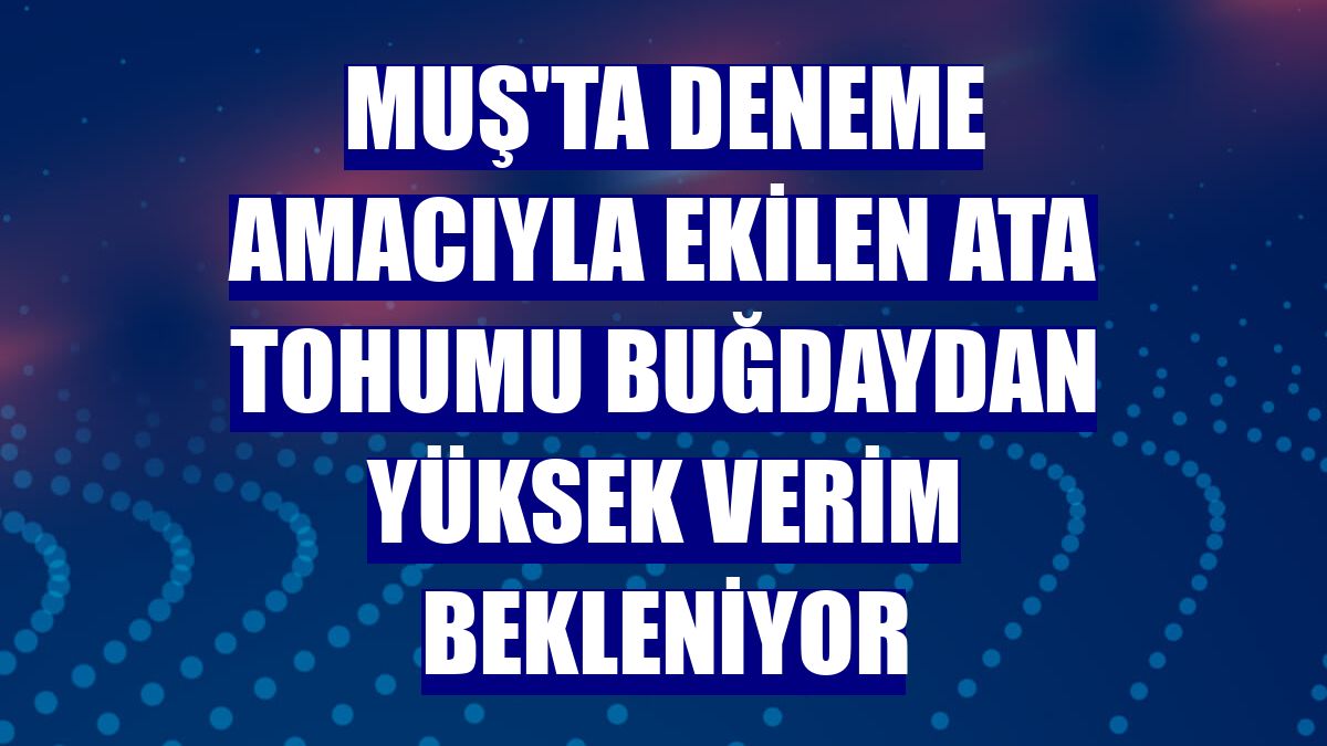 Muş'ta deneme amacıyla ekilen ata tohumu buğdaydan yüksek verim bekleniyor