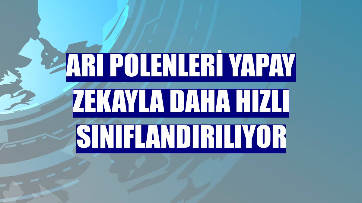 Arı polenleri yapay zekayla daha hızlı sınıflandırılıyor