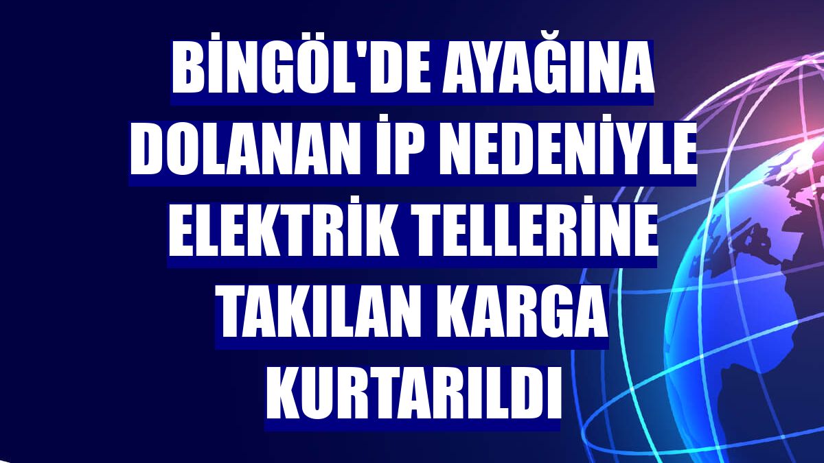 Bingöl'de ayağına dolanan ip nedeniyle elektrik tellerine takılan karga kurtarıldı