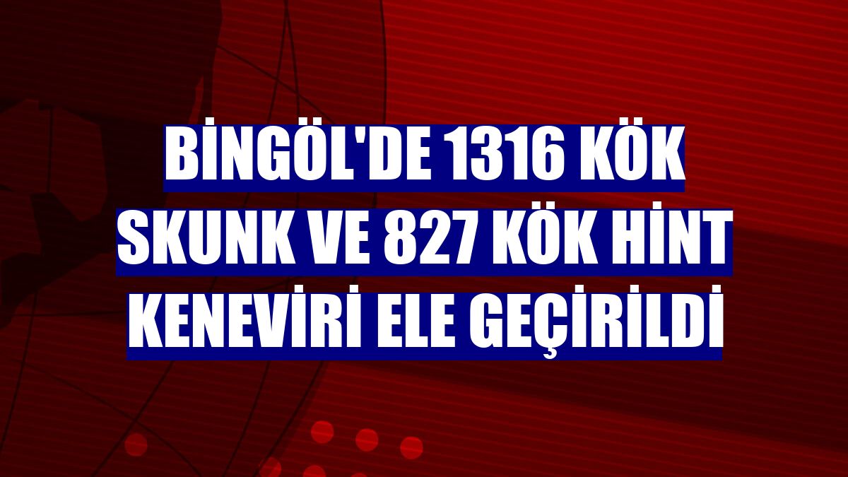 Bingöl'de 1316 kök skunk ve 827 kök Hint keneviri ele geçirildi