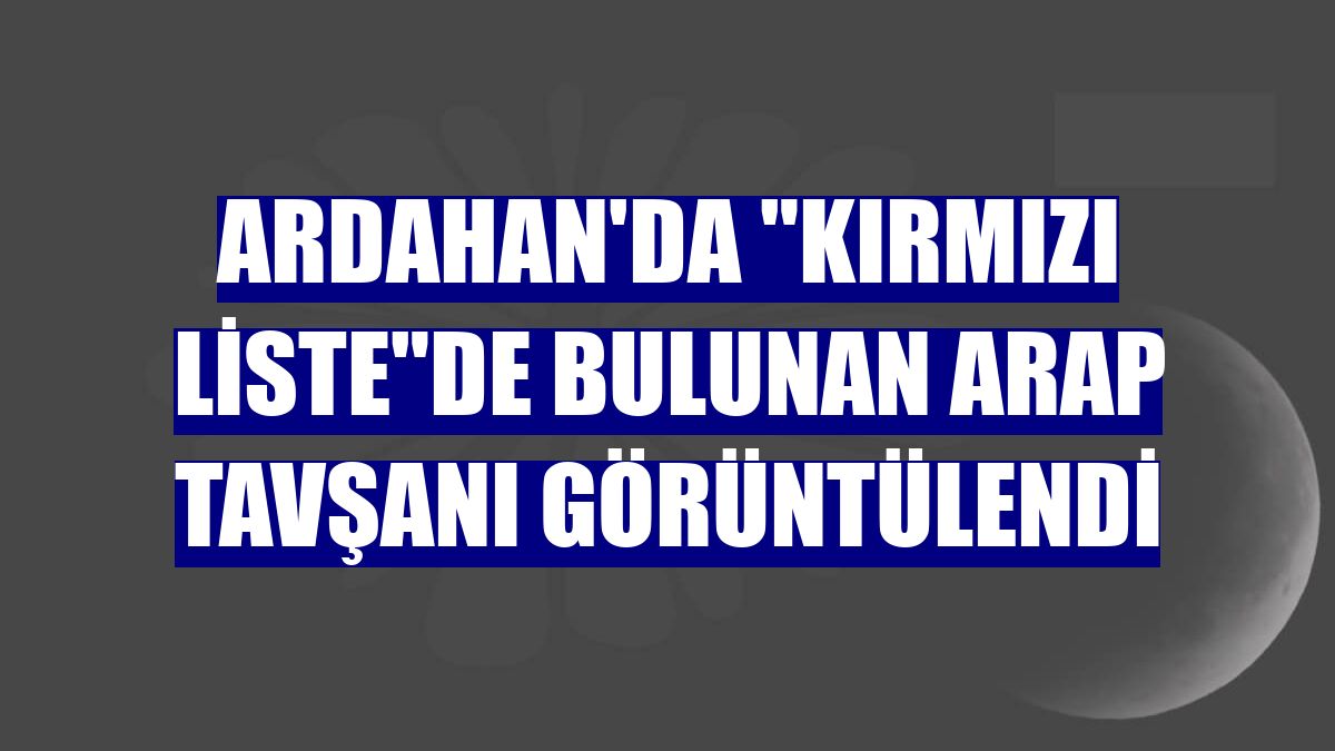 Ardahan'da 'kırmızı liste'de bulunan Arap tavşanı görüntülendi