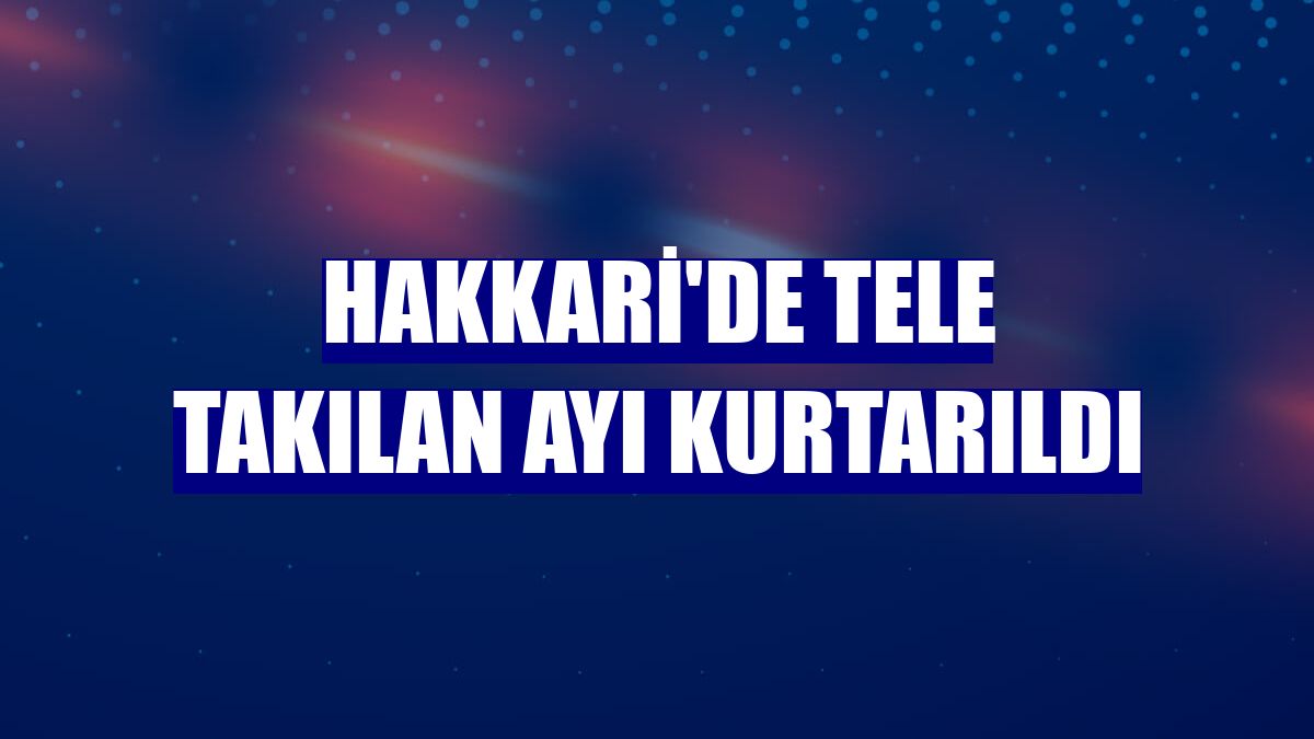 Hakkari'de tele takılan ayı kurtarıldı