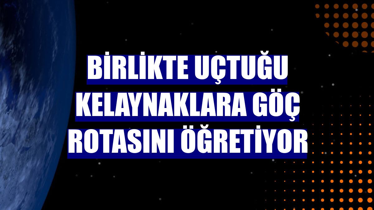 Birlikte uçtuğu kelaynaklara göç rotasını öğretiyor