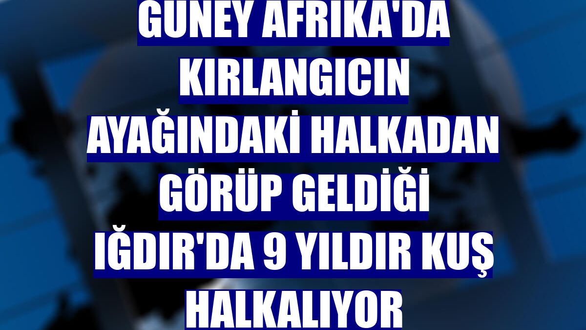 Güney Afrika'da kırlangıcın ayağındaki halkadan görüp geldiği Iğdır'da 9 yıldır kuş halkalıyor