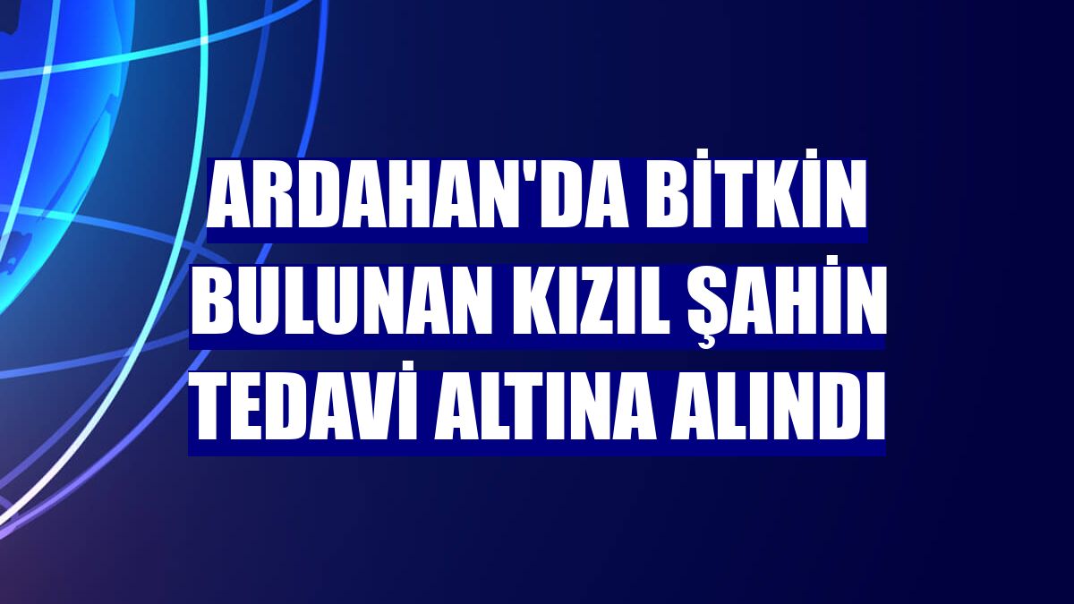 Ardahan'da bitkin bulunan kızıl şahin tedavi altına alındı