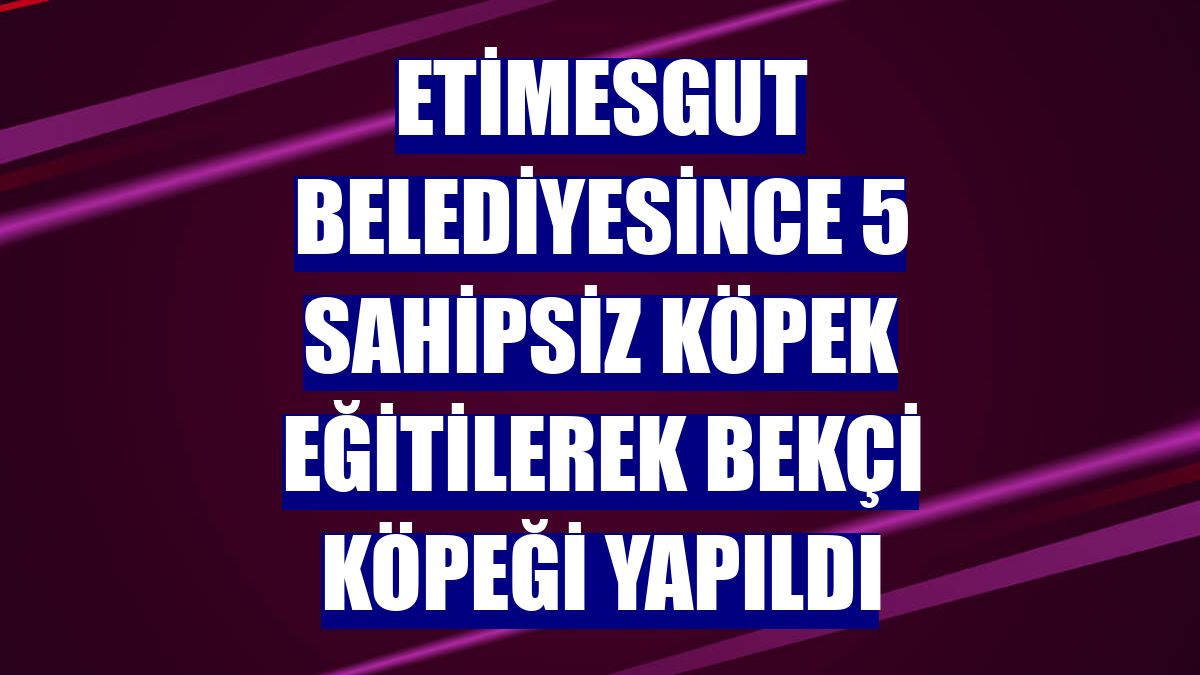 Etimesgut Belediyesince 5 sahipsiz köpek eğitilerek bekçi köpeği yapıldı