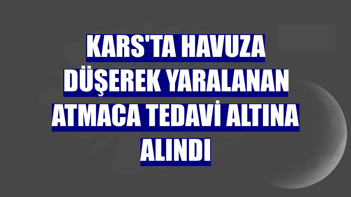 Kars'ta havuza düşerek yaralanan atmaca tedavi altına alındı