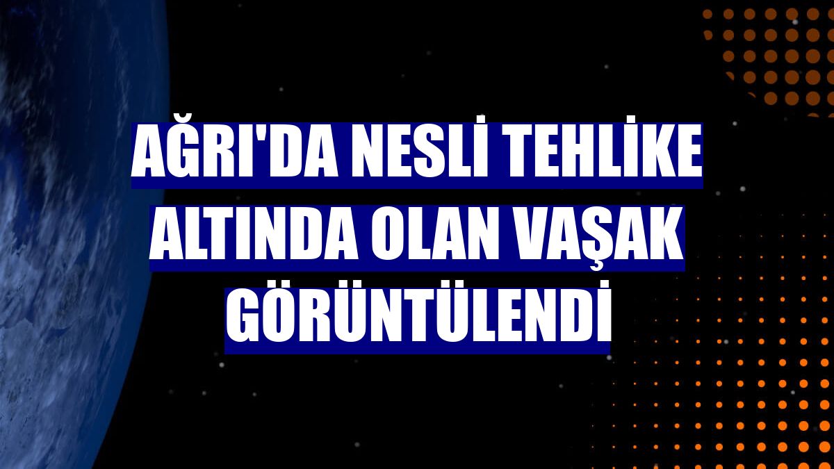 Ağrı'da nesli tehlike altında olan vaşak görüntülendi