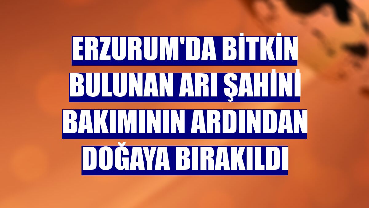 Erzurum'da bitkin bulunan arı şahini bakımının ardından doğaya bırakıldı