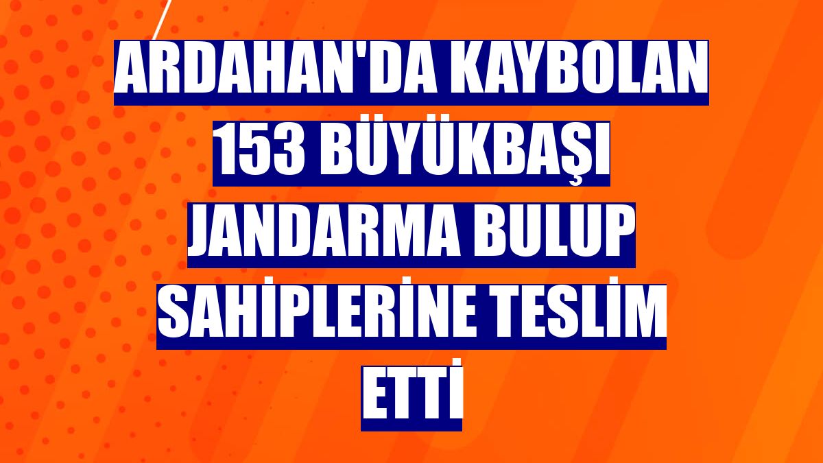 Ardahan'da kaybolan 153 büyükbaşı jandarma bulup sahiplerine teslim etti