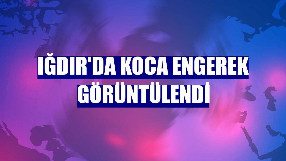 Iğdır'da koca engerek görüntülendi