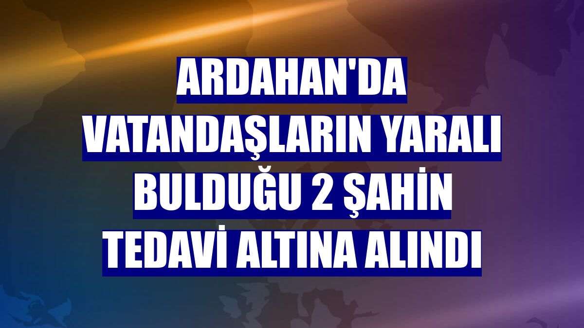 Ardahan'da vatandaşların yaralı bulduğu 2 şahin tedavi altına alındı