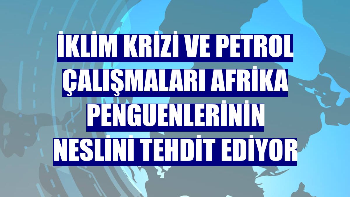 İklim krizi ve petrol çalışmaları Afrika penguenlerinin neslini tehdit ediyor