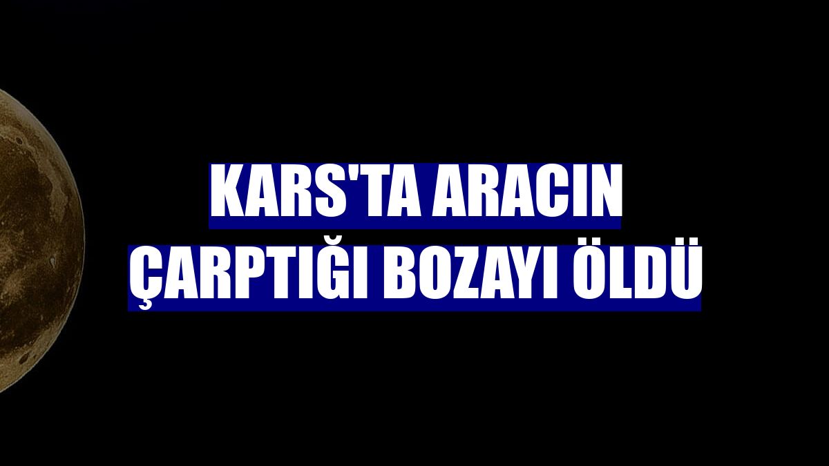 Kars'ta aracın çarptığı bozayı öldü