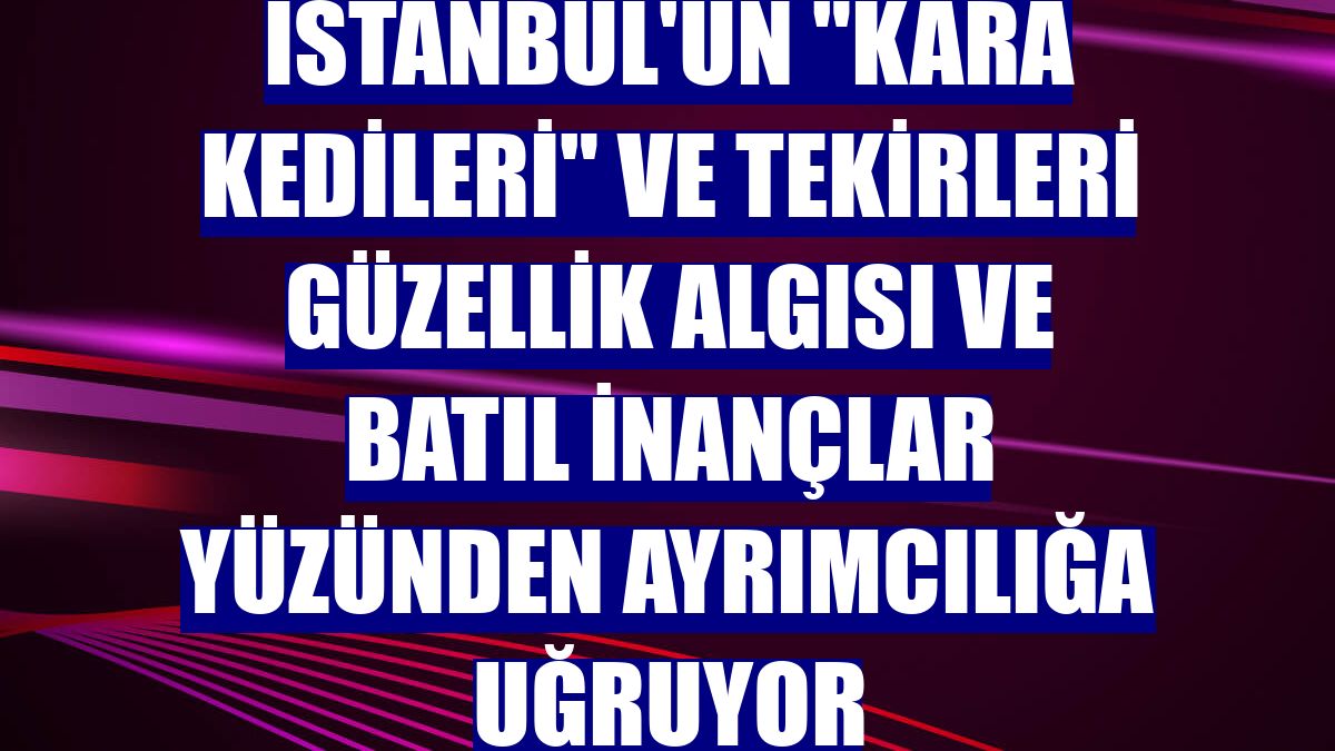 İstanbul'un "kara kedileri" ve tekirleri güzellik algısı ve batıl inançlar yüzünden ayrımcılığa uğruyor