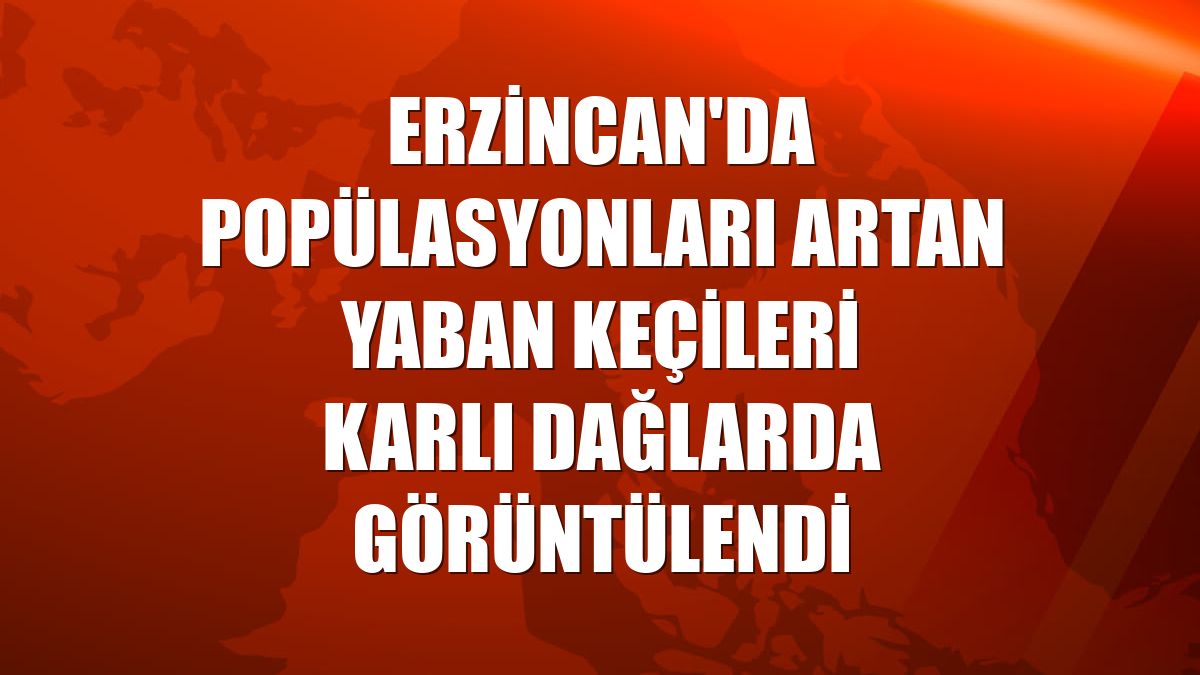 Erzincan'da popülasyonları artan yaban keçileri karlı dağlarda görüntülendi