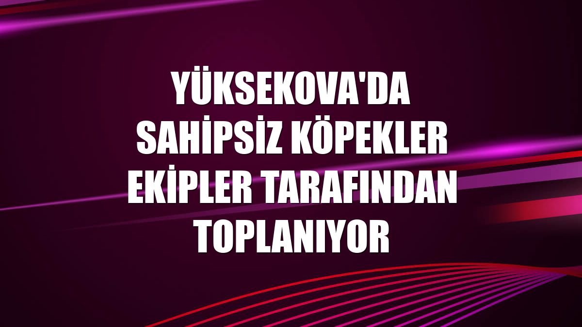 Yüksekova'da sahipsiz köpekler ekipler tarafından toplanıyor