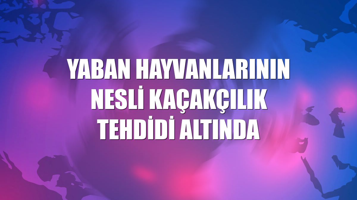 Yaban hayvanlarının nesli kaçakçılık tehdidi altında