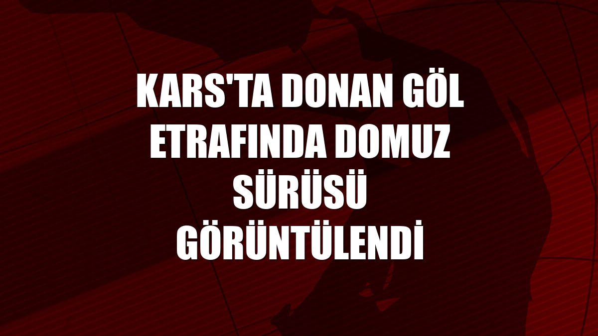 Kars'ta donan göl etrafında domuz sürüsü görüntülendi